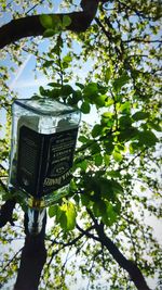 Low angle view of plants hanging on tree