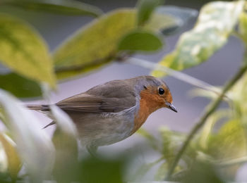 Close-up of bird perching