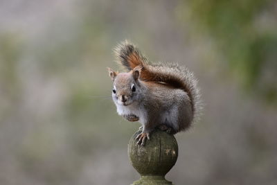 Close-up of squirrel