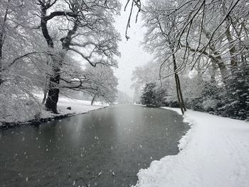 Snow covered trees by plants during winter