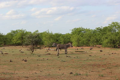 Zebras standing on ground
