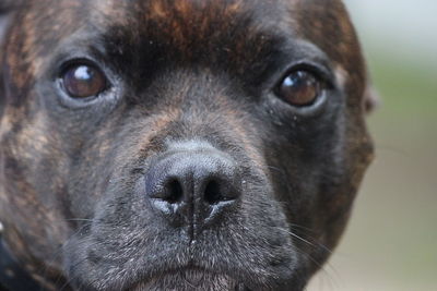 Close-up portrait of dog