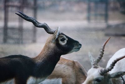 Close-up of deer