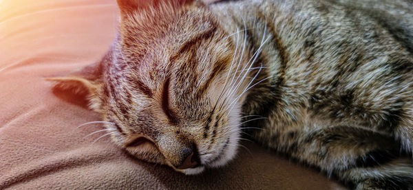 Close-up of a cat sleeping on bed