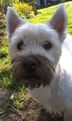 Portrait of dog in garden