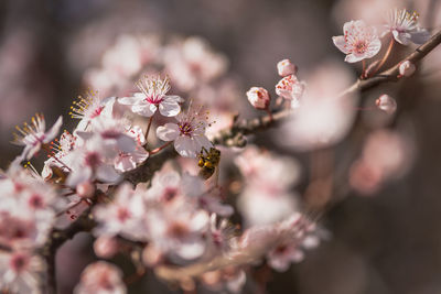 Close-up of flowers blooming on tree