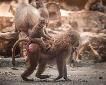 Monkeys on a land