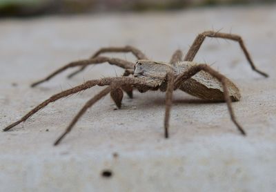 Close-up of spider on surface