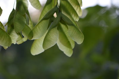 Close-up of fresh green leaves