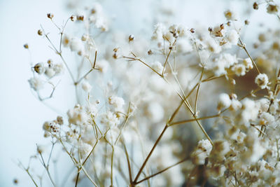 Close-up of white flowering plant