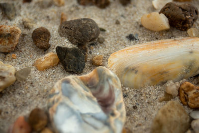 Close-up of fish on beach