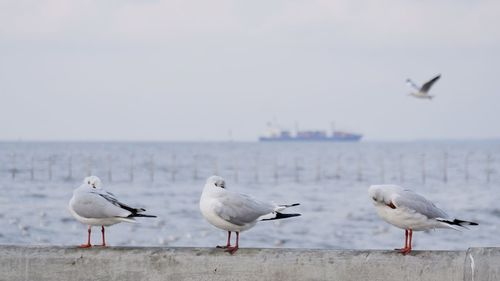 Seagulls flying over sea against sky