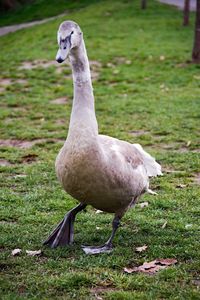 Close-up of duck on field