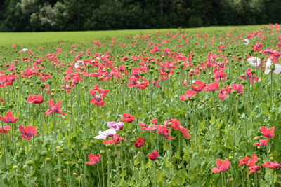 Close-up of pink poppy flowers on field