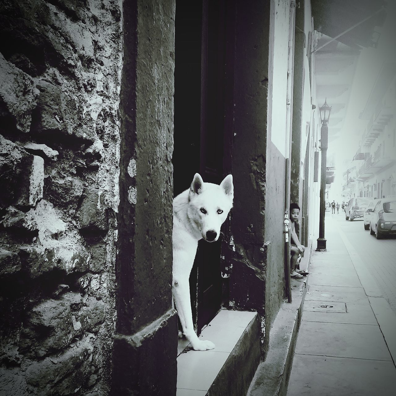 domestic animals, pets, animal themes, one animal, dog, mammal, white color, looking at camera, built structure, building exterior, portrait, street, architecture, standing, outdoors, day, full length, wall - building feature, house, front view