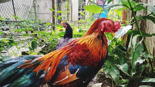 View of a bird against plants