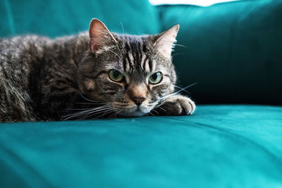 Close-up portrait of a cat