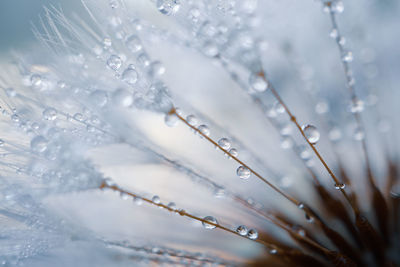 Raindrops on the dandelion seed , rainy days in spring