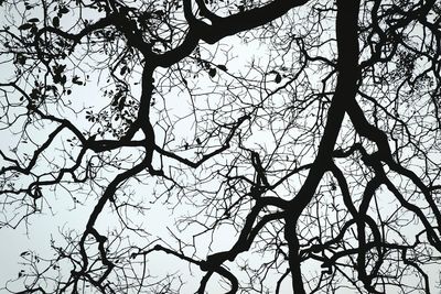 Low angle view of tree against sky