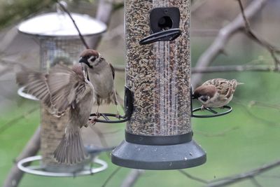 Close-up of sparrows perching on feeder