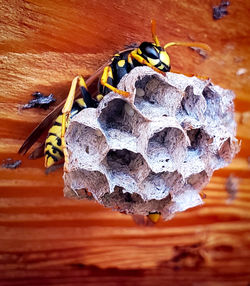 Close-up of wasps in nest on wood