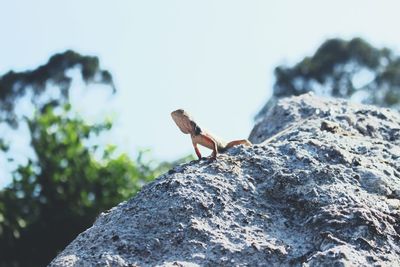 Close-up of insect on rock against sky