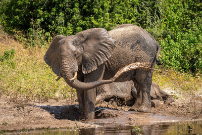 African bush elephant squirts mud over flank
