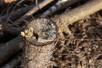 Close-up of an animal representation on wood