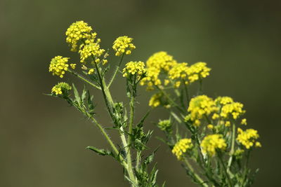 Close-up of yellow flowering plant on field