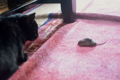 Close-up of cat sleeping