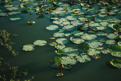 High angle view of lotus water lily in lake