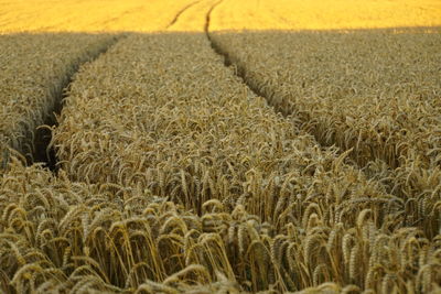 Close-up of wheat field