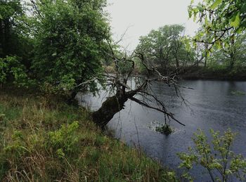 Scenic view of river and trees against sky