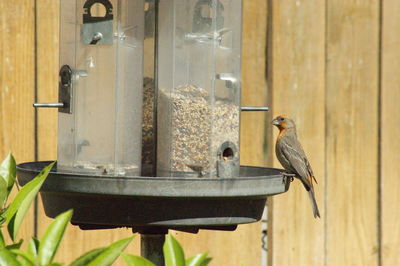 Close-up of bird perching on feeder