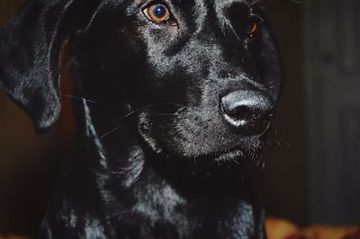 Close-up portrait of a dog