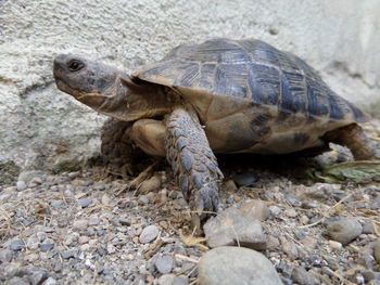 Close-up of turtle