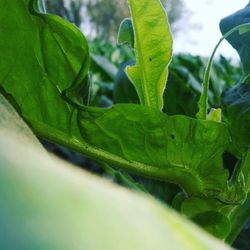 Close-up of green leaf