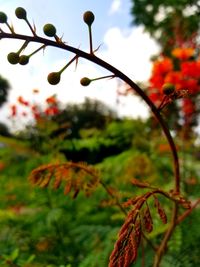 Close-up of fruit growing on tree against sky