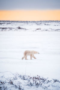 View of an animal on snow covered land
