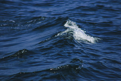 View of whale swimming in sea
