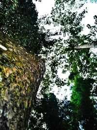 Low angle view of trees against sky