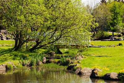 Scenic view of lake by trees