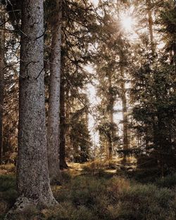 Pine trees in forest