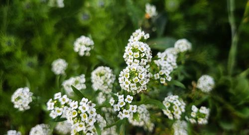 plant