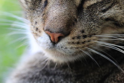Close-up of cat