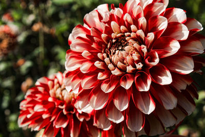 Close-up of red dahlia