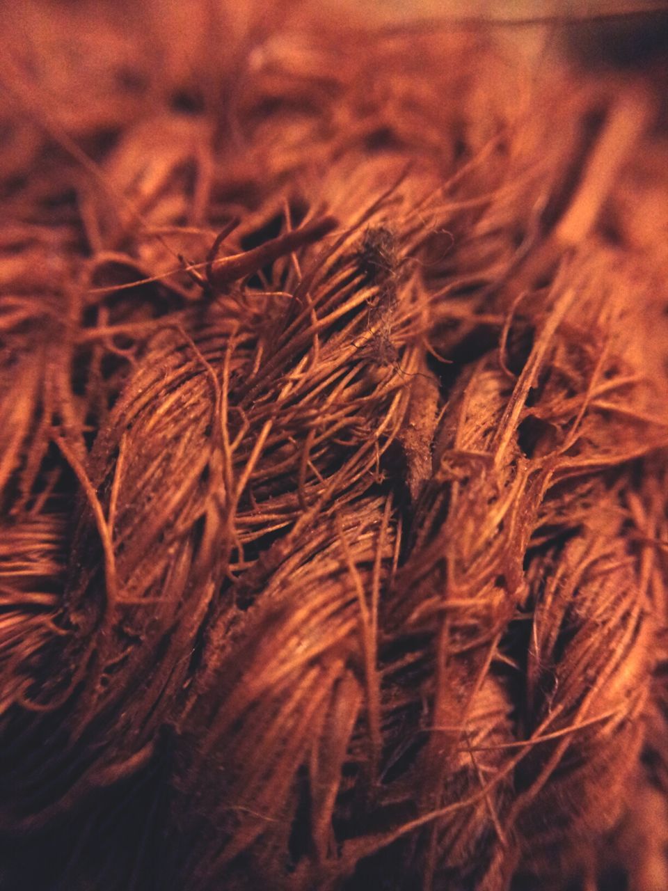 close-up, full frame, backgrounds, nature, selective focus, dry, field, growth, plant, brown, no people, focus on foreground, outdoors, tranquility, grass, detail, beauty in nature, day, orange color, high angle view