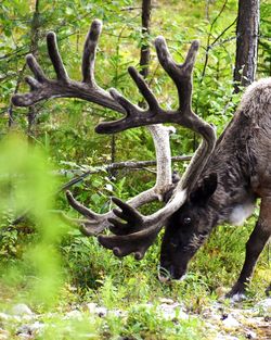 Deer in a forest