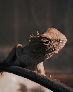 Close-up of a lizard