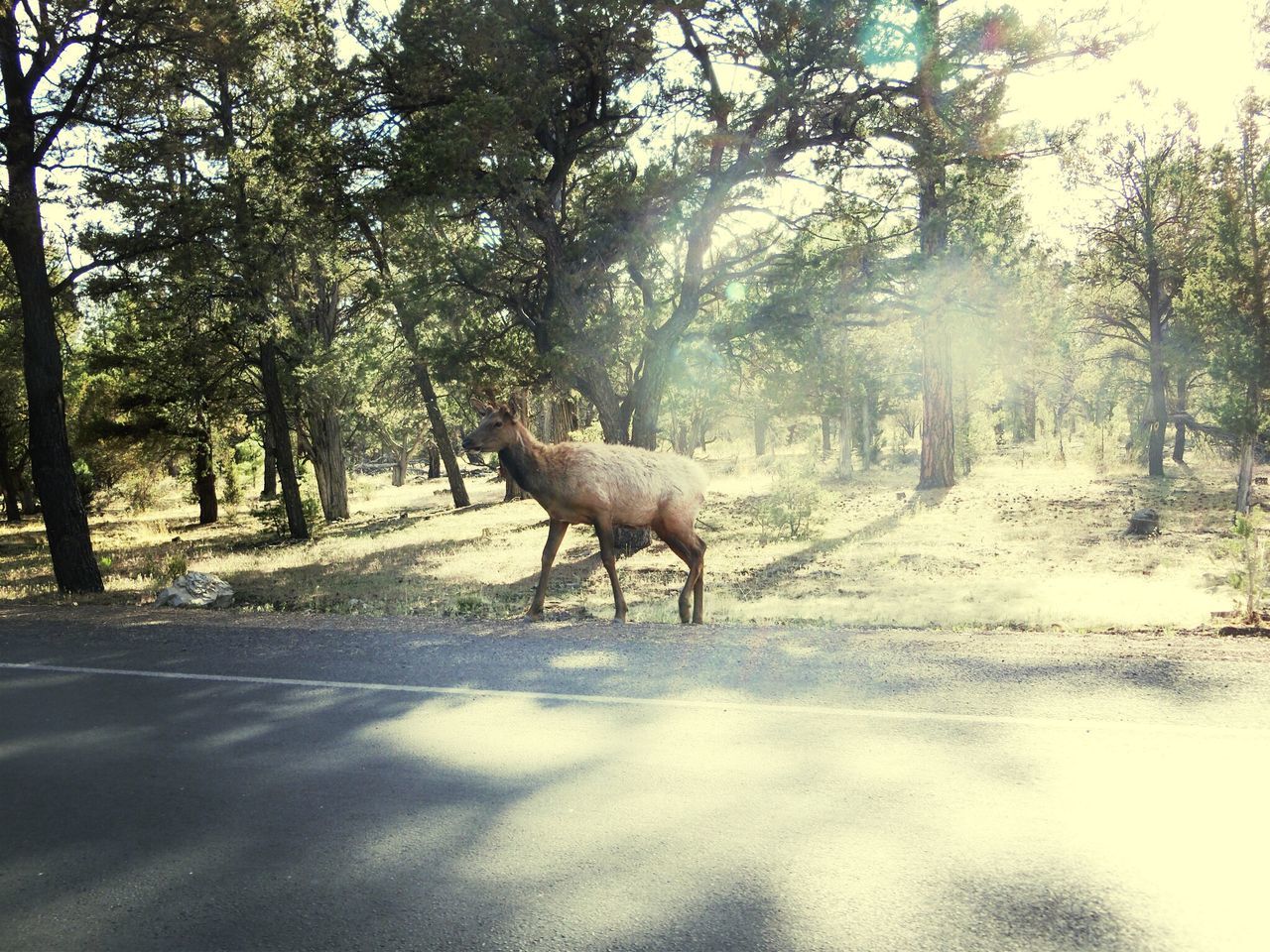 HORSE STANDING ON ROAD BY TREES